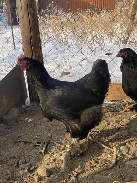 Продам курей брам