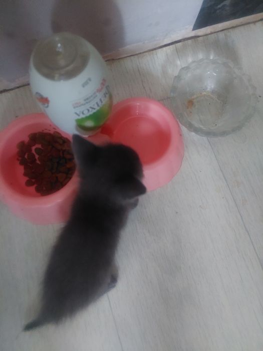 Маргаулар, котенки