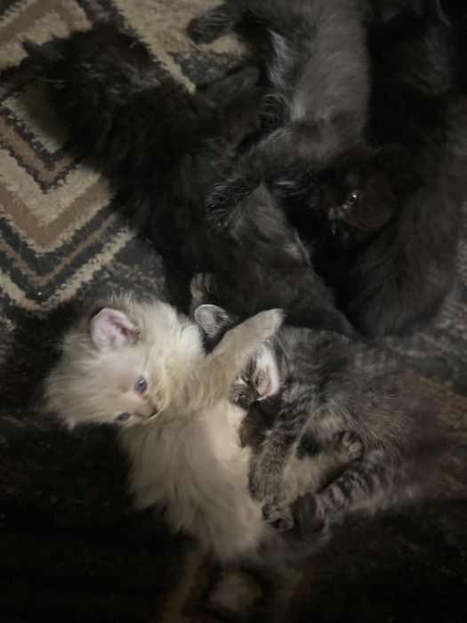 Отдам котят в добрые руки.  Самостоятельные