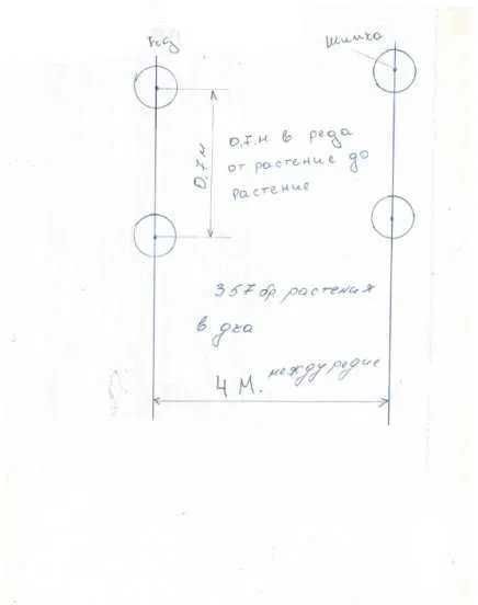 Производство на разсад Шипка, сорт "Пловдив 1"