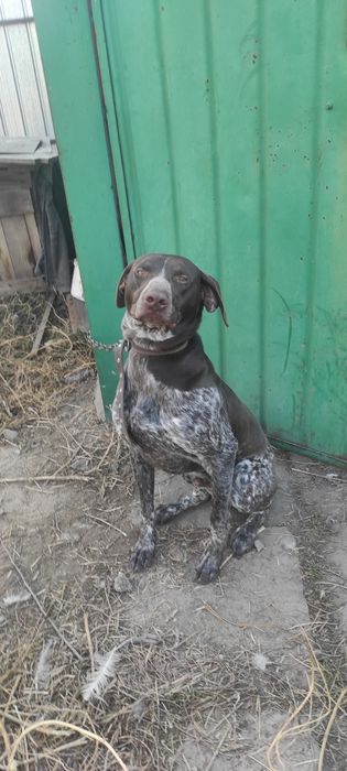 Продам собаку Кучхар