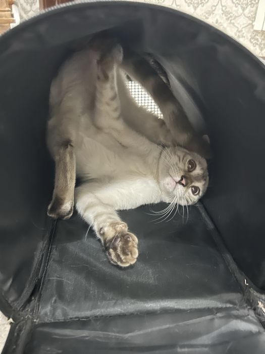 Бенгальская кошка
