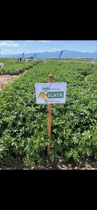 Cartofi consum (Romania)