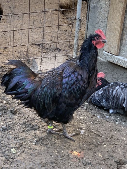 Australorp de vanzare