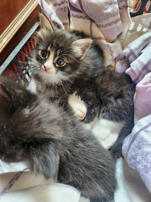 Котята ищут себе дом