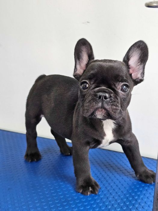 Mascul Bulldog francez negru