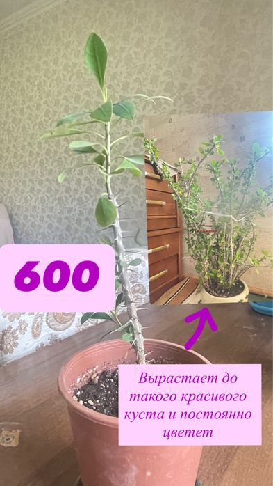 Комнатные растения