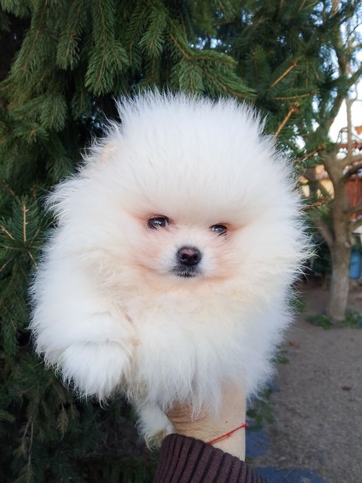 Померан померани