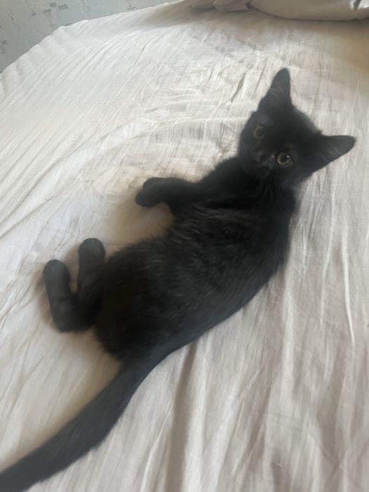 Отдам котенка в добрые руки