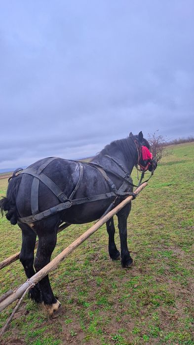 Iapa gestanta de vanzare