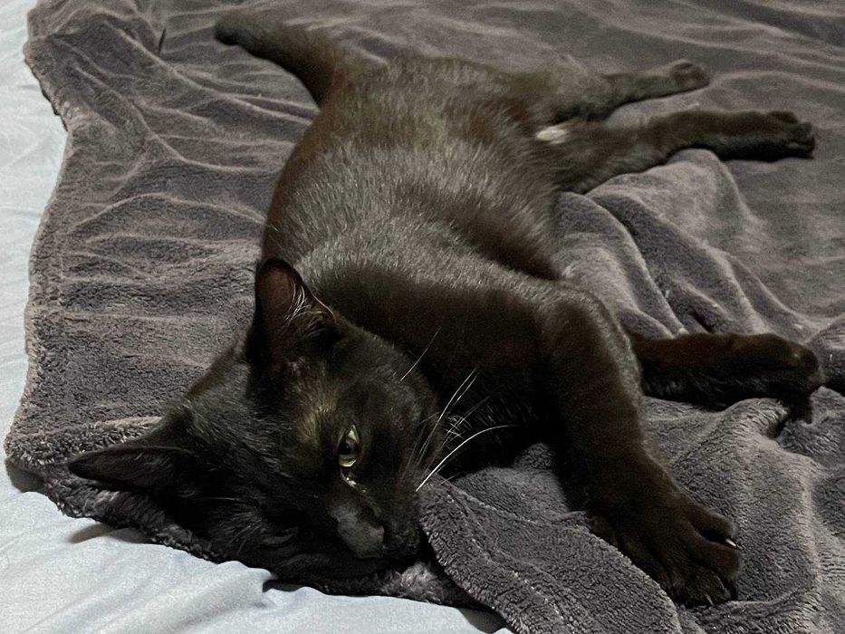 Шикарный кот ищет верного хозяина