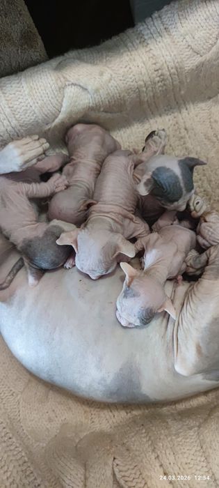 Донские сфинксы котята