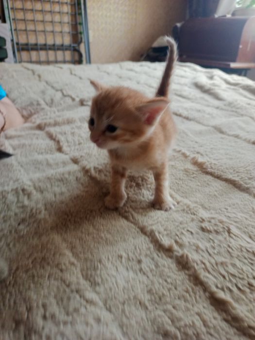 В добрые руки котята