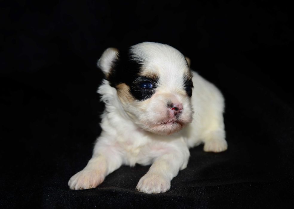 Йоркширский терьер Бивер ,шикарные щенки!