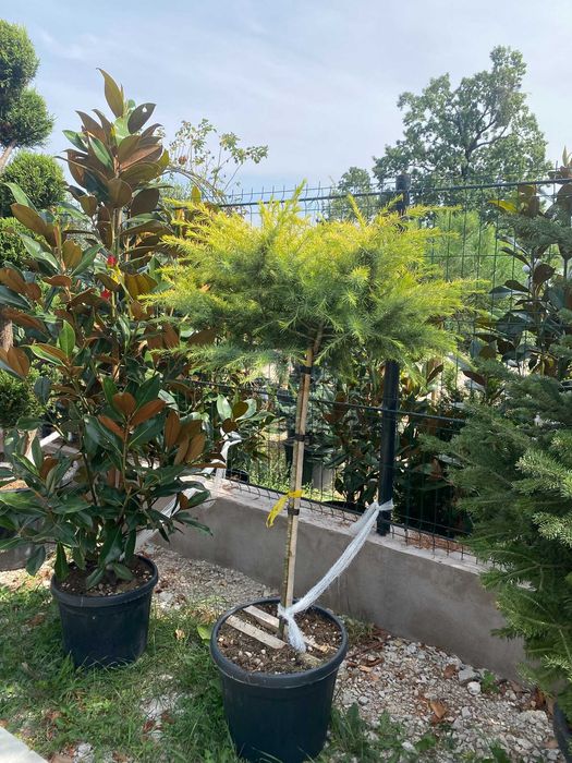Plante pentru Peisagistica si Spatii Verzi