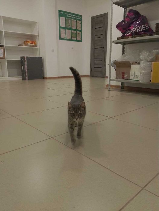 Возможно потерялась кошка. Район Самала.