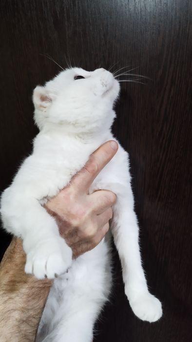 Отдам в добрые руки