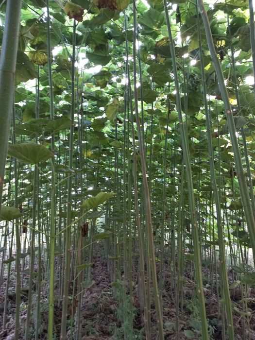 Павлунияа кучатларига закас оламиз