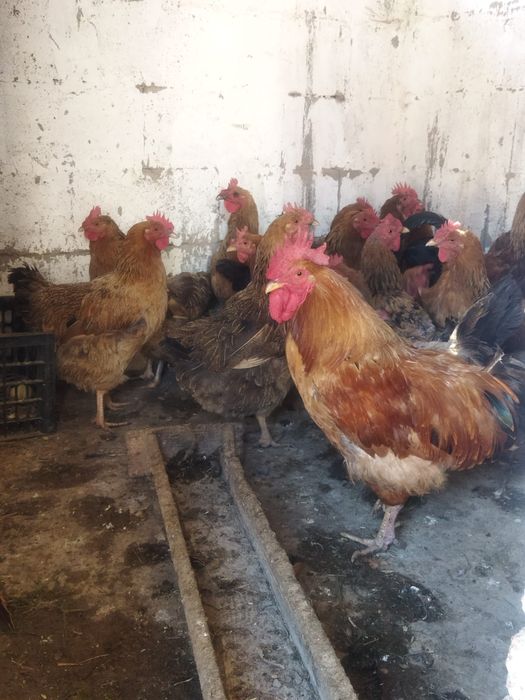 Продам куры домашние