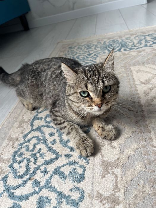 Котята бесплатно
