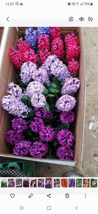 Циклама, зюмбюл, иглика