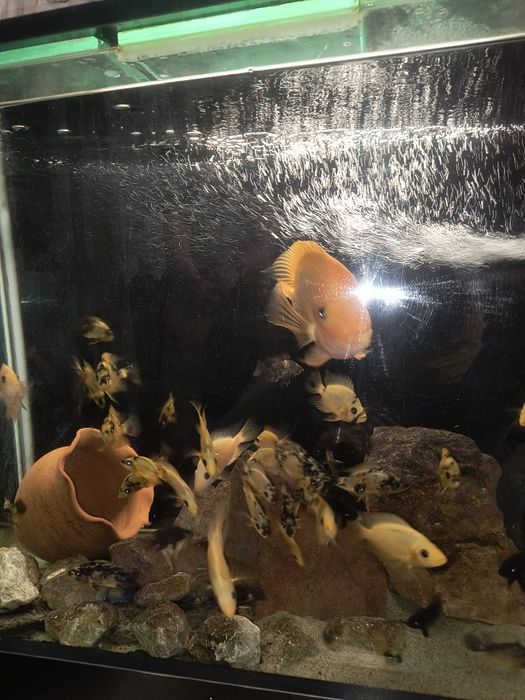 Американски цихлиди amphilotus red