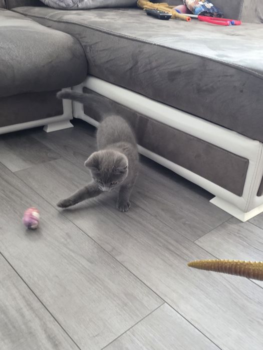 Британски котенца