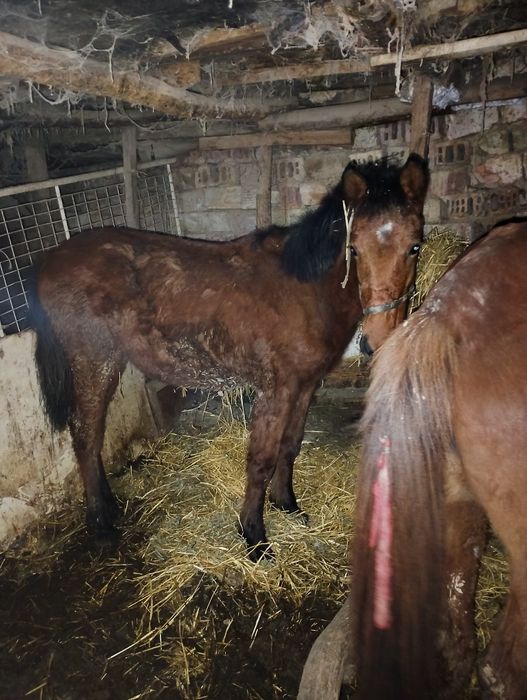 продава се женско конче