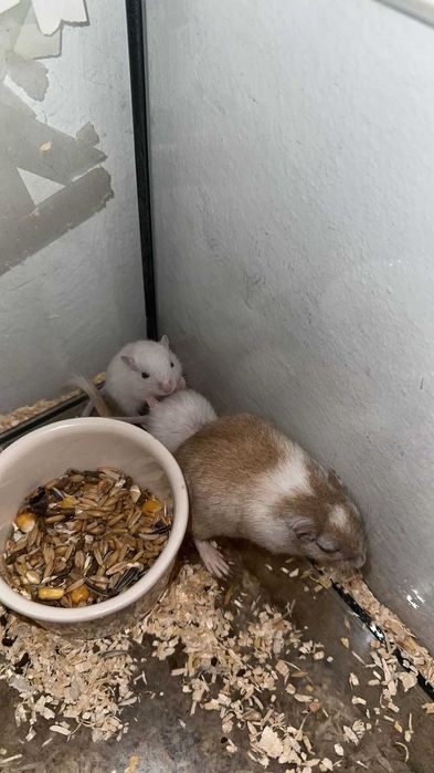 Gerbili mongolezi spre adopție – pui și adulți – Cluj