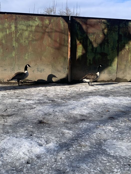 Schimb  mascul gasca canadiana