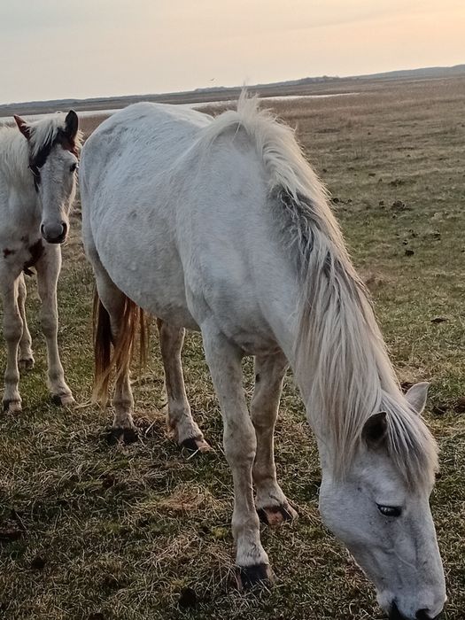 Продам кобылы 5 лет