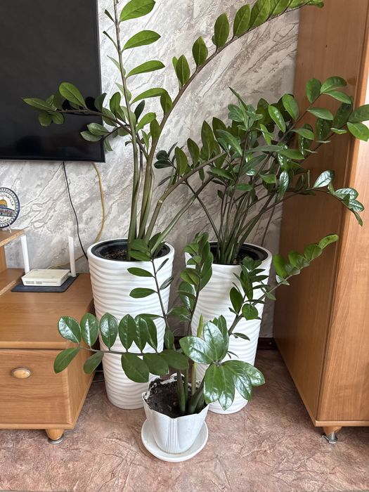 Продам цветы Замиокулькас