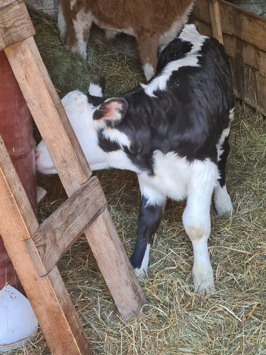 Vitica angus 2 saptamhni suge la biberon și un tauras belgian