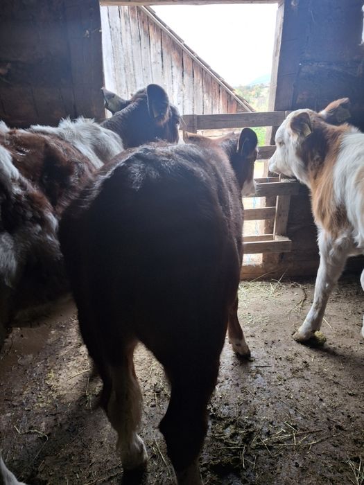 Viței 3 luni Balțata românească