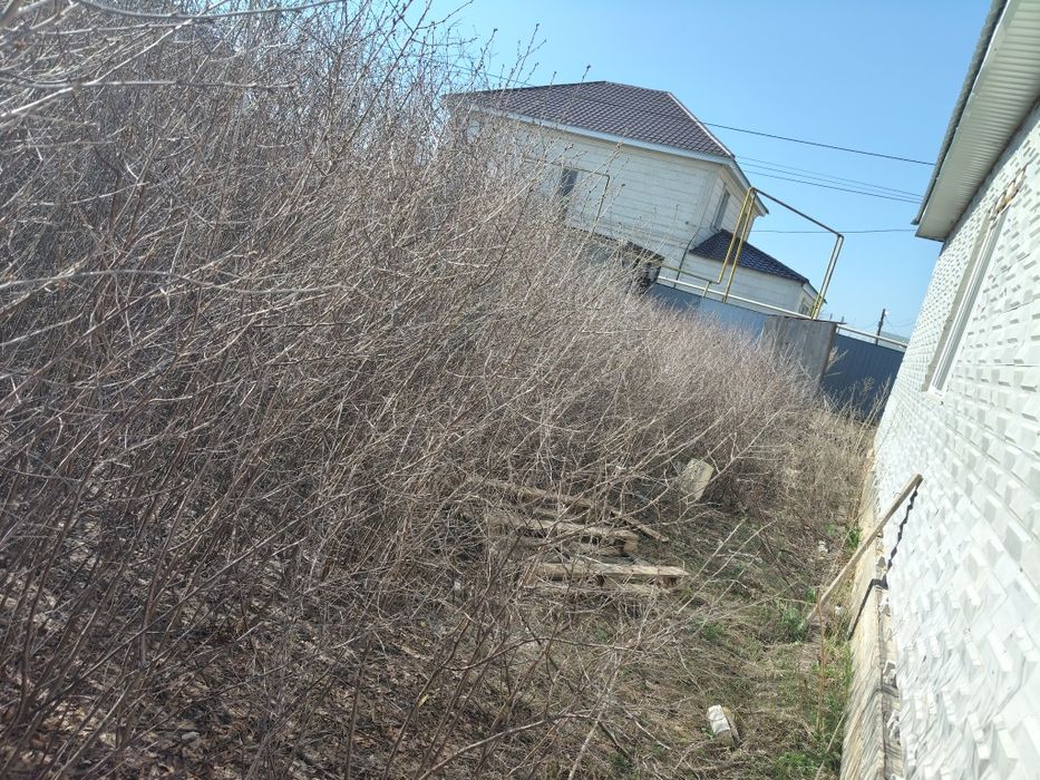 Саженцы бесплатно