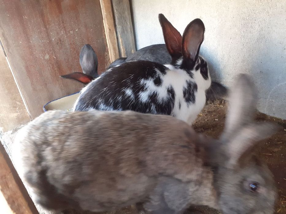 Зайци за продажба