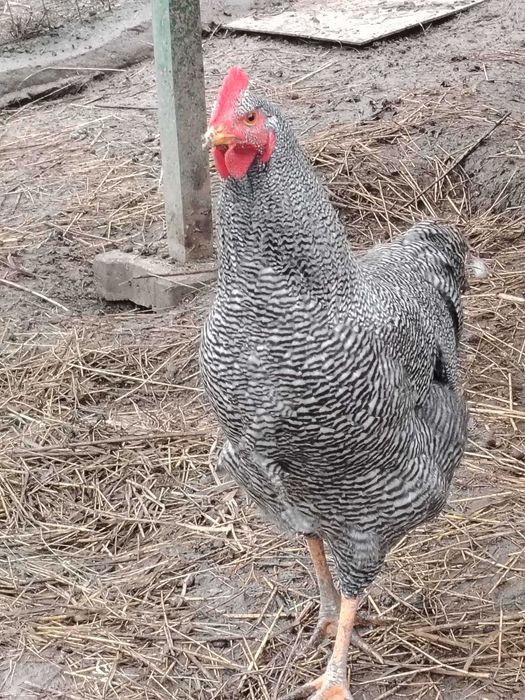 Vînd ouă petru încubat rasa playmount