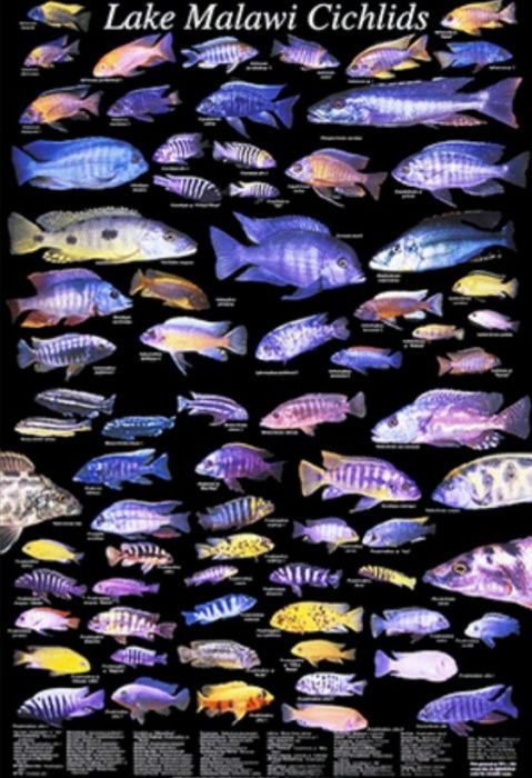 Изготовление и ремонт аквариума продажа рыб обслуживание и другие усл