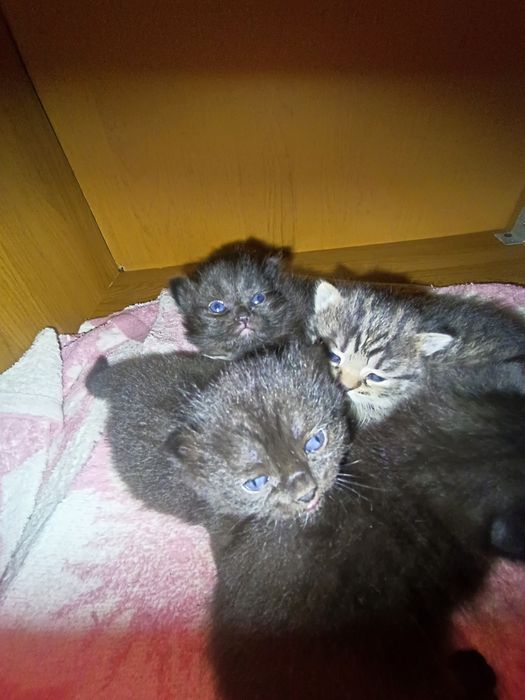 Отдам котят в добрые руки.