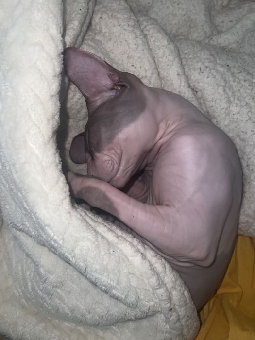 Продается кот сфинкс