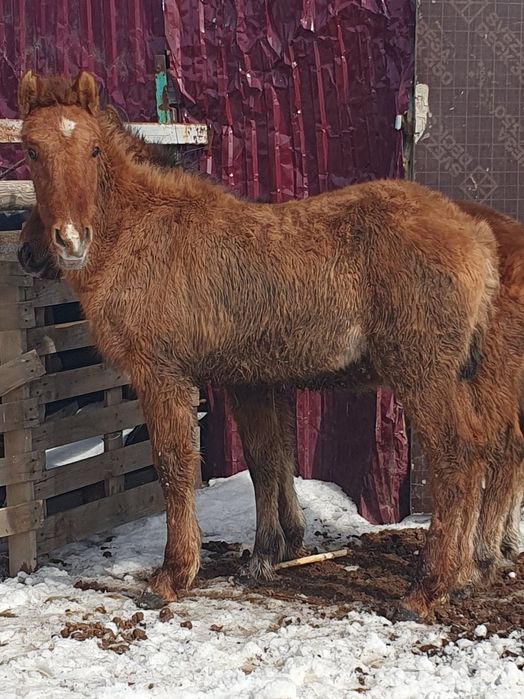 Тай еркек сатылады.