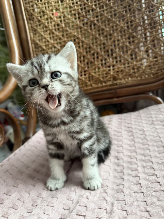 Продается шотланский котенок