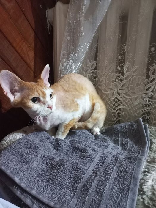 Котёнок Девон Рекс