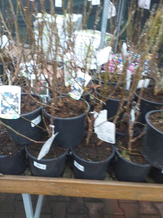 Vand magnoli rpsi și albe la ghiveci