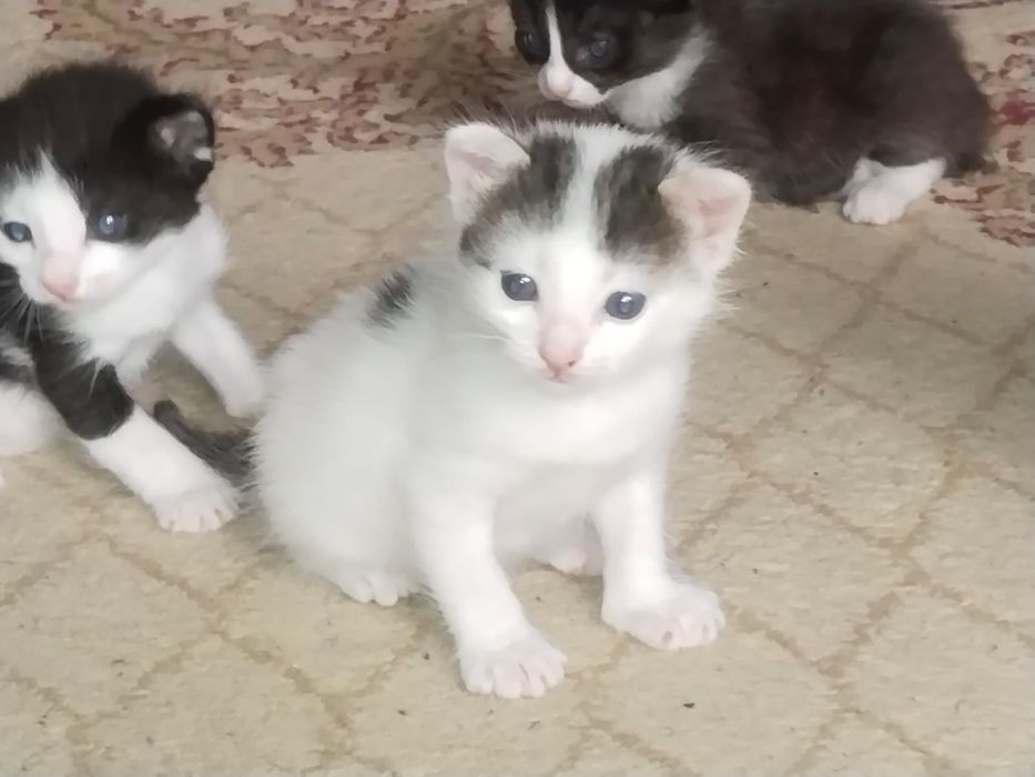 Отдам котят в добрые руки