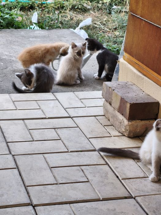 Котята крысыловы.