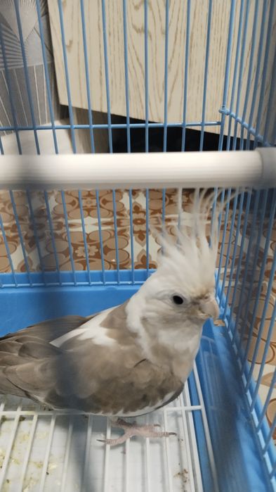 Попугай карелла toʻtiqush qafasi bilan