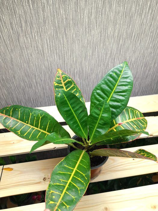 Гузмания Кодиум Мамми