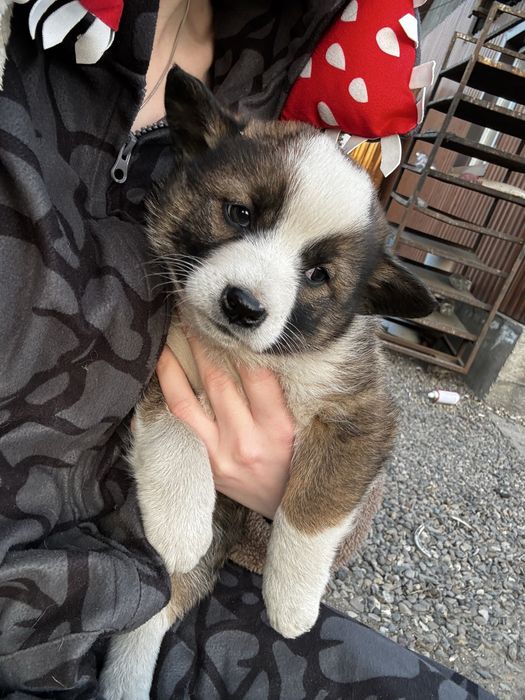 Отдам щенят в добрые руки!