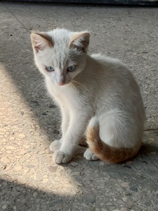 Отдам в хорошие руки котят